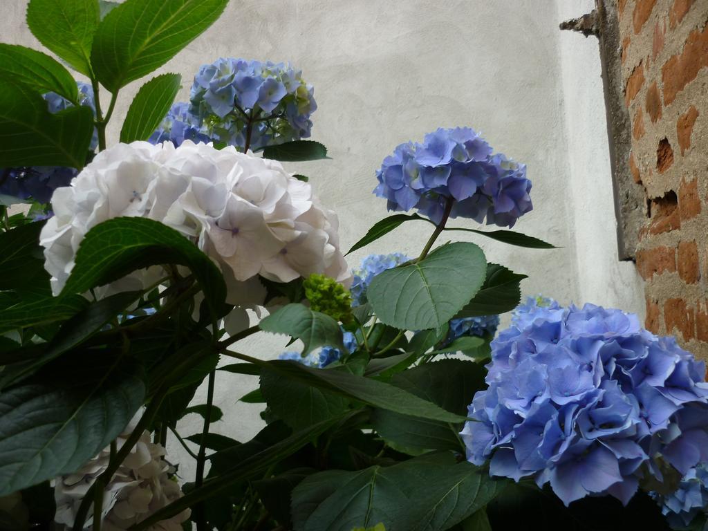 L'Adele Bed & Breakfast Occimiano Екстериор снимка