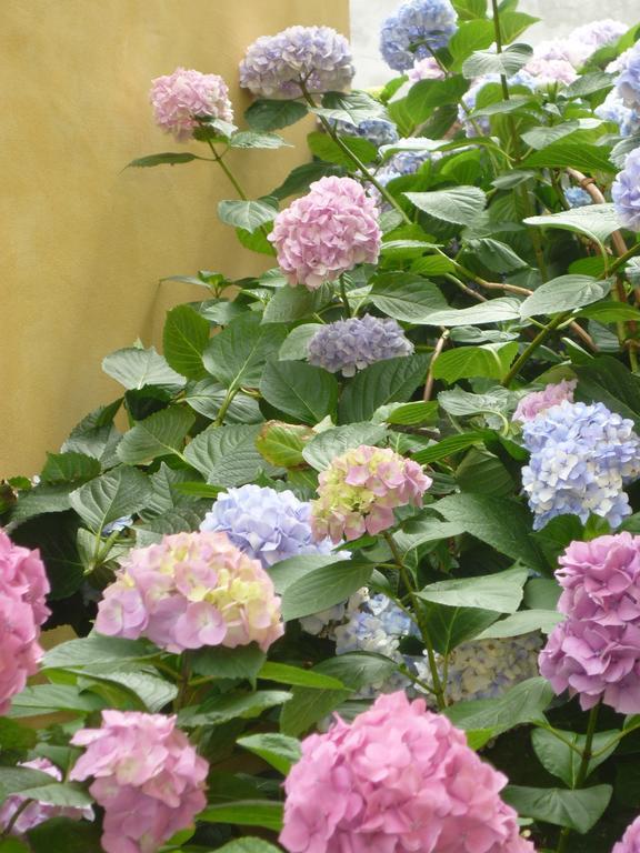 L'Adele Bed & Breakfast Occimiano Екстериор снимка